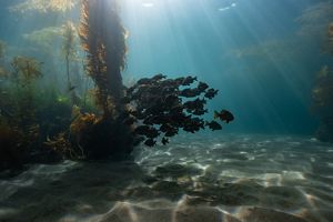 A school of fish makes its way through a kelp forest.