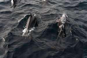 Two dolphins swimming at the top of the water.