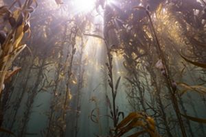 A kelp forest with light streaming in.