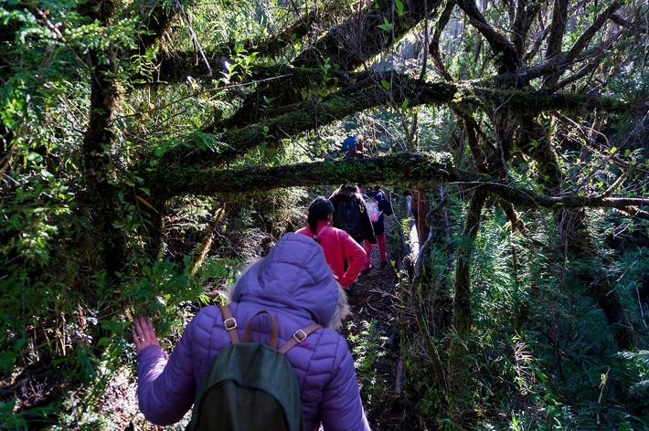 children hiking on a dense green forest trail.