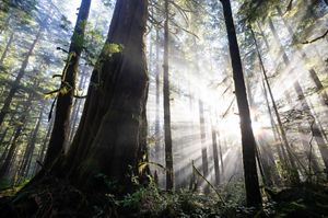 Forest Floor in Western Canada.