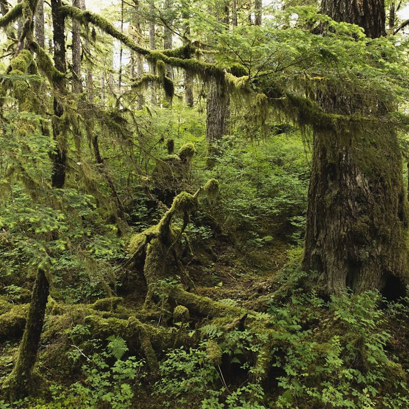Mossy, green old growth forests.