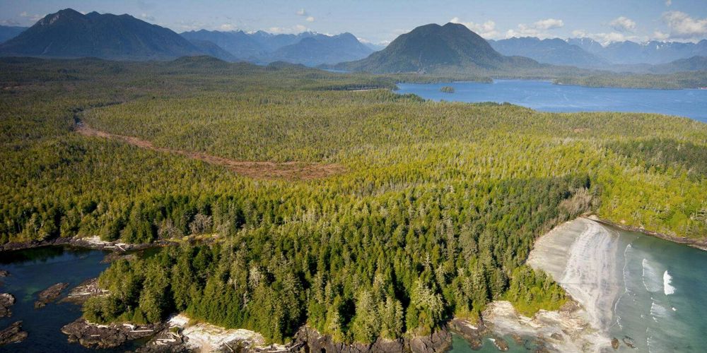 A forested coastline with bright green areas and emerald colored water and mountains in the distance.