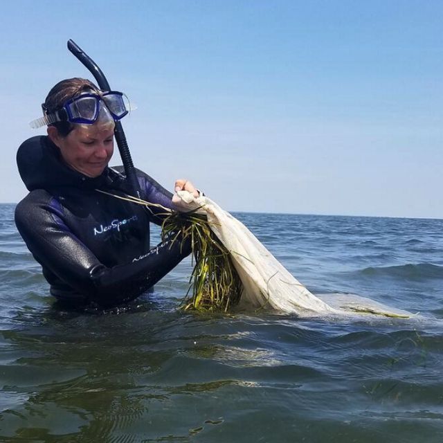 A woman wearing a wetsuit, snorkel and mask stands to her waist in water and puts eelgrass into a bag.