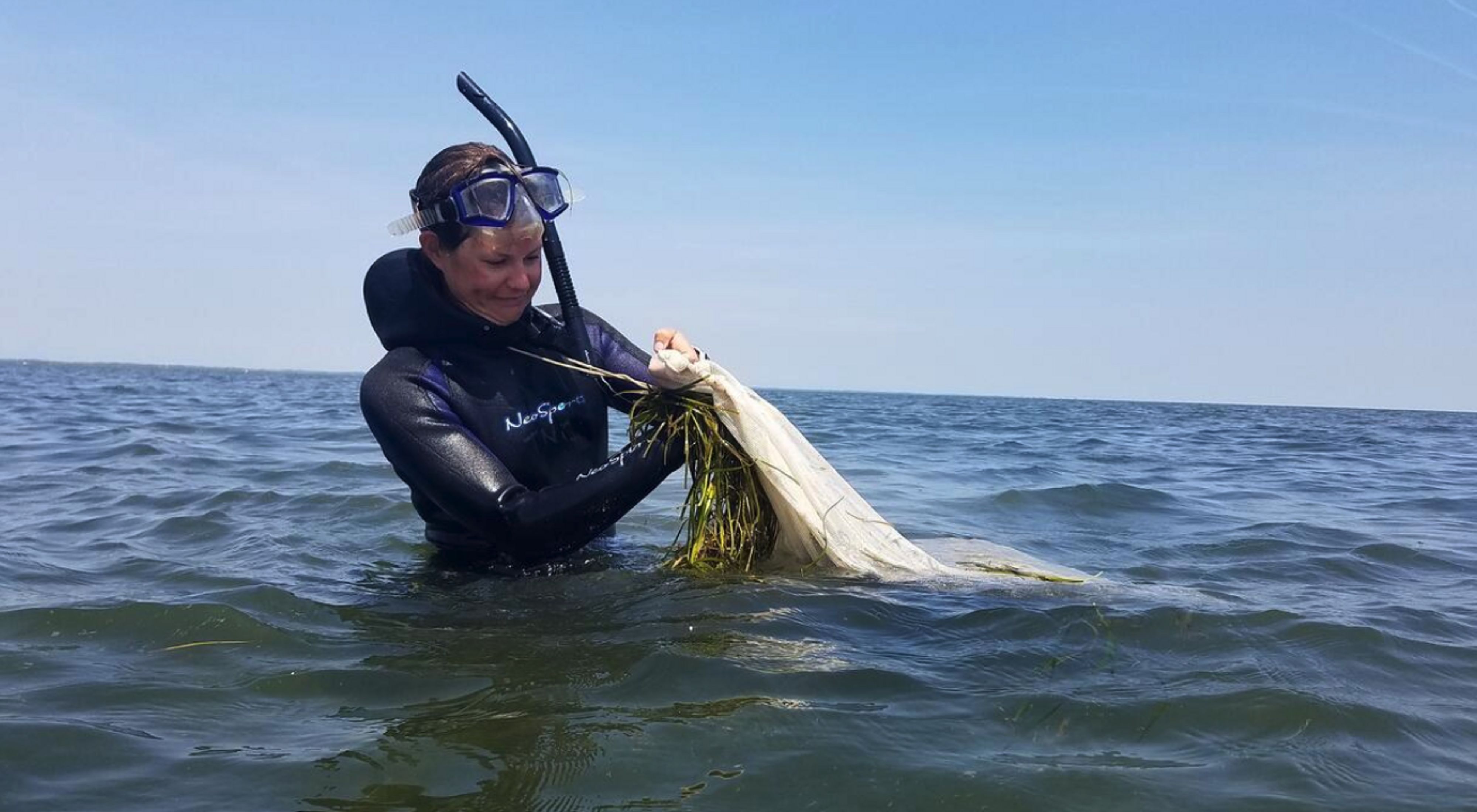 A woman wearing a wetsuit, snorkel and mask stands to her waist in water and puts eelgrass into a bag.