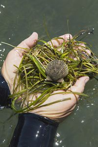 Two hands hold a clump of eelgrass that has a bay scallop in the middle.