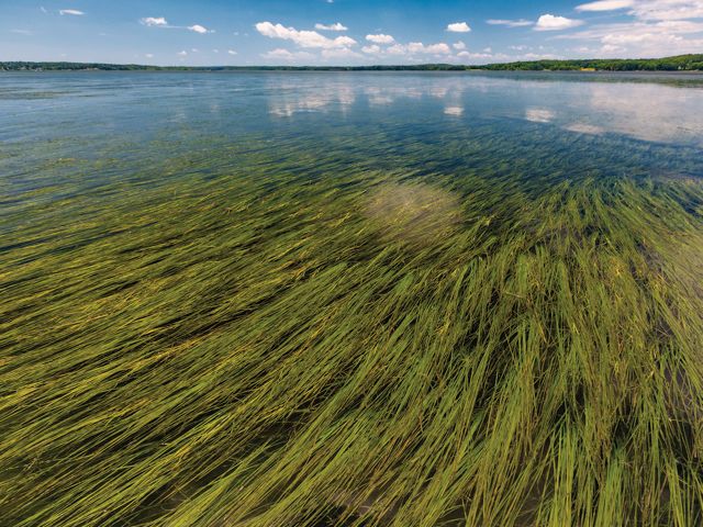 A large collection of sea grasses grow under calm waters.