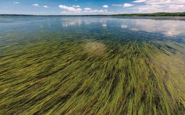 A large collection of sea grasses grow under calm waters.