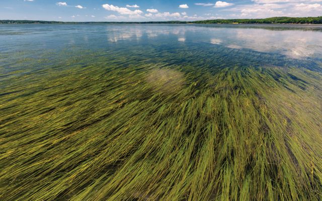 A bed of eelgrass in a body of water under blue skies.