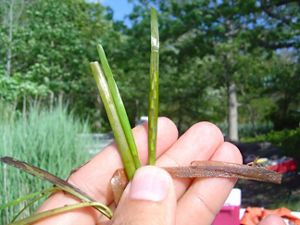 A hand holds eelgrass seeds.