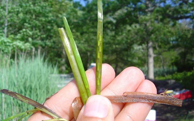 A hand holds eelgrass seeds.