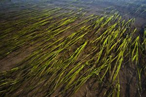 long green blades of eelgrass poke out of shallow water and mud