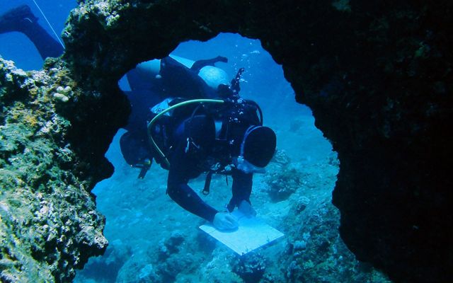 a diver near coral