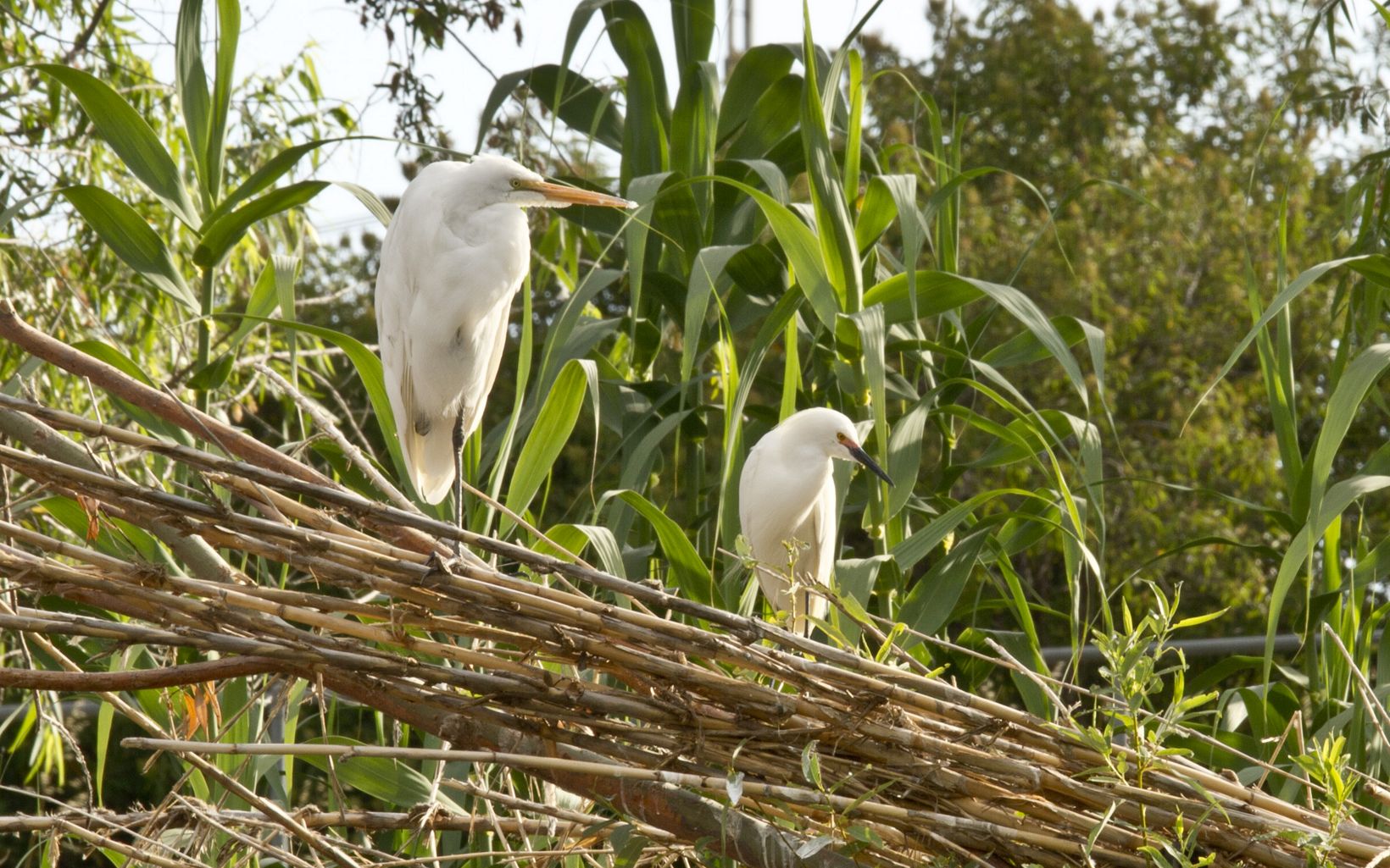 Egrets sitting on a branch.