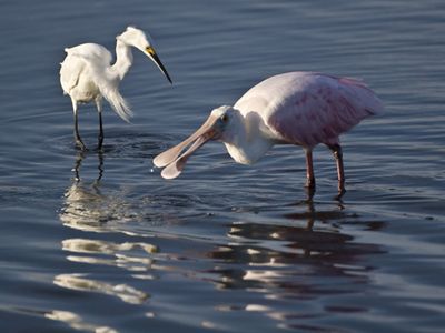A snowy egret and a roseate spoonbill wade in shallow water trying to catch their next meal.