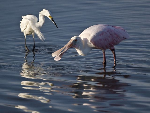 A snowy egret and a roseate spoonbill wade in shallow waters