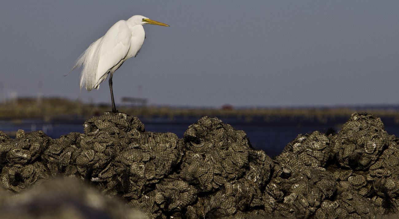 An egret sits on bags of oysters.