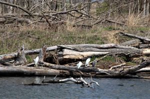 Egrets and herons congregate on fallen logs on the banks of the Grand Calumet River in northwest Indiana. 