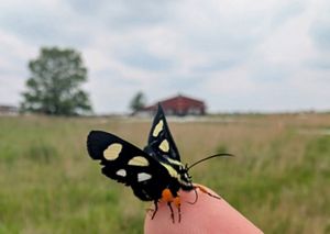 Small black moth with yellow spots on its wings rests on the photographer's finger.