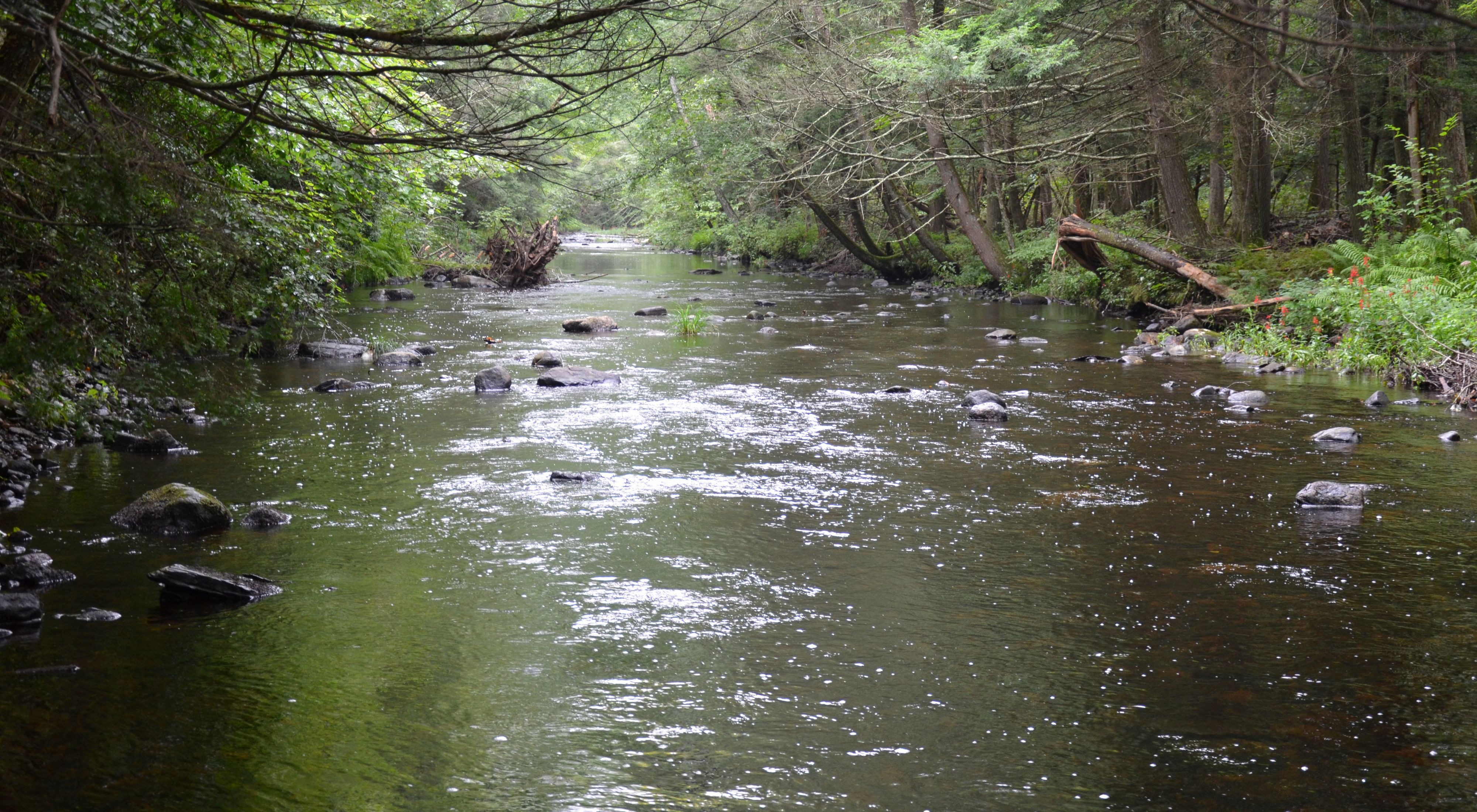 View of river and trees bordering the water of the Eightmile River in Burnham Brook Preserve.