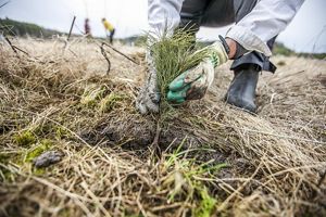 Close up of hands planting a tree in a dry grassy area.