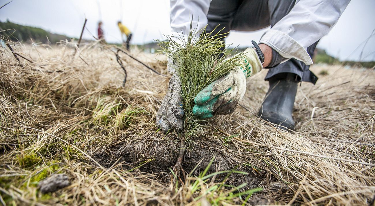 Photo of a person visible from knees down, with hands planting a pine seedling.