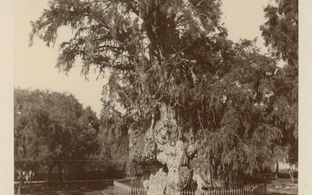 A black and white historical image of El Arbol de La Noche Triste from the late 1800s, with long branches and twisted trunks.