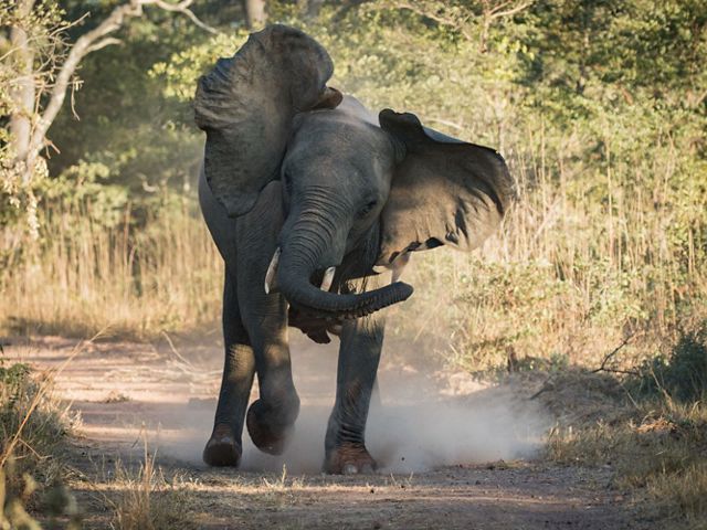 An elephant stomps in a clearing.
