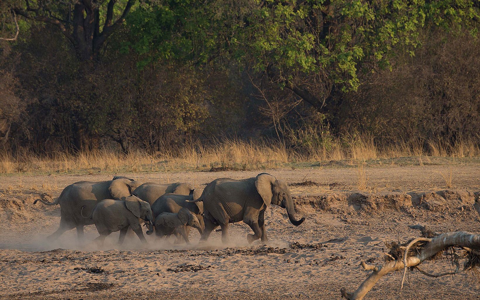 Elephants in Luangwa, Zambia.