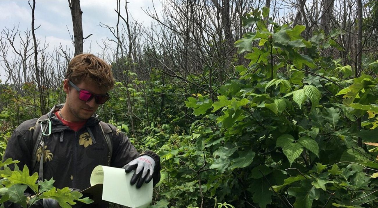 Eli Beech-Brown, 2023 GIS technician intern, looks over his field notes while surrounded by green vegetation in the Allegheny Highlands.