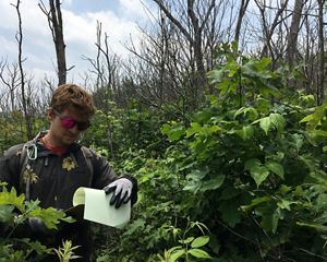 A man in sunglasses stands within tall vegetation, studying his field notes.