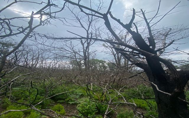 Charred tree branches tower over a vibrant and green field of rhododendron after a prescribed burn at Bald Knob Mountain.