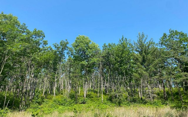 A green wall of trees post-burn at St. Mary's Wilderness.