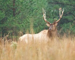 Male elk standing in the tall grasses of the preserve.