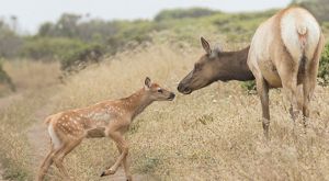 A mother Tule Elk leans down to nuzzle her calf as it returns from a stint of cavorting with other calves. 