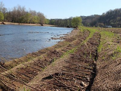 stabilized streambank with willow stakes and new vegetation