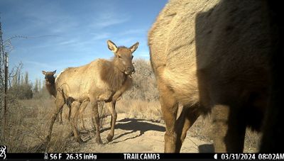 Three large beige mammals walk in a dry grassy area, captured on a trail camera during daytime.