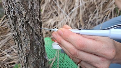 Hands use a pipette to inject Dutch elm disease spores into a young American elm to test for disease resistance.