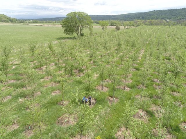 Aerial view of American elms planted in Vermont.