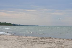 A bird flying over the shoreline of Lake Ontario.