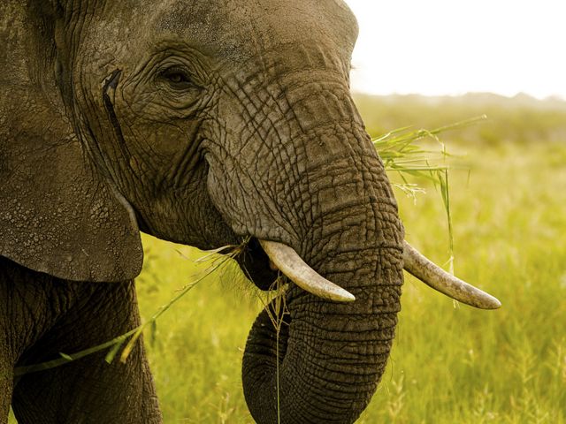An African elephants eats grass.