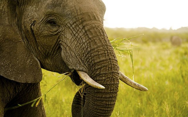 An elephant munches on grass in the Tarangire National Park.