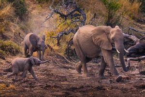 Family of elephants.