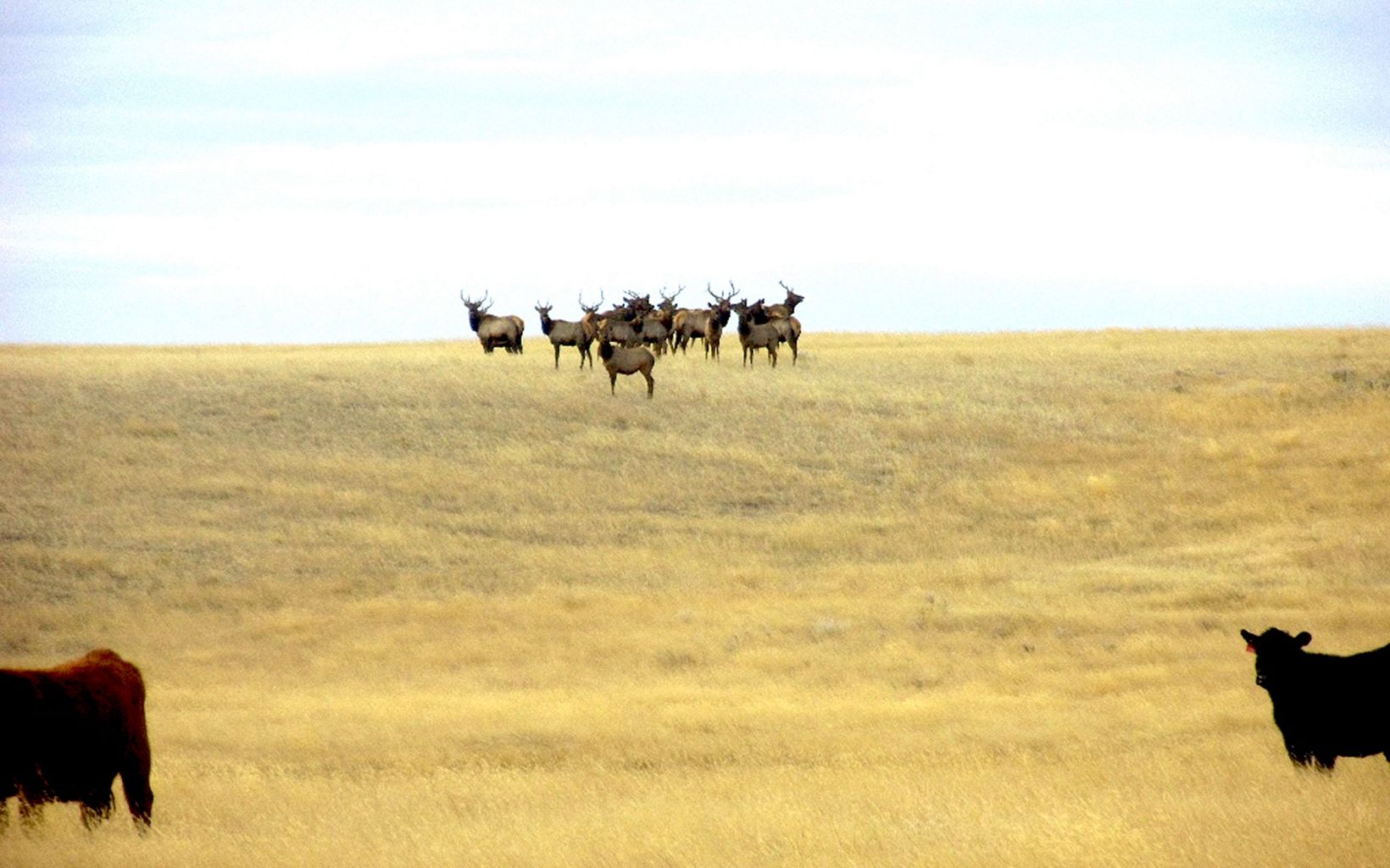 TNC’s goal is to conserve grassland through direct land protection and partnership with the local ranching community.
