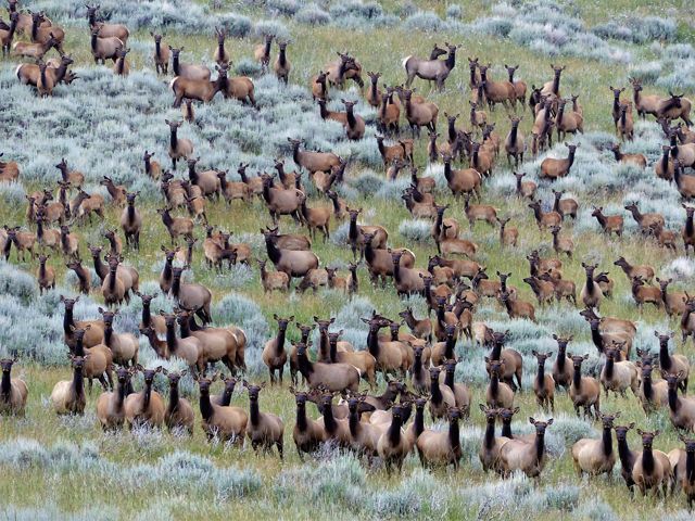 Herd of elk in a field of sagebrush.