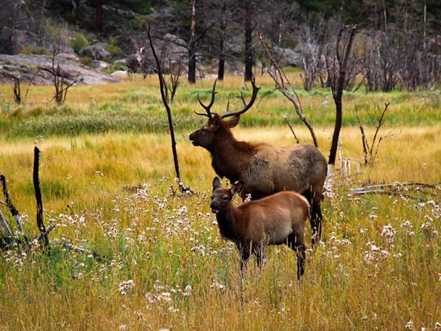 Elk in Rocky Mountain National Park in Colorado.