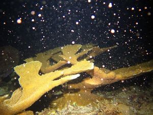 Elkhorn coral spawning in the U.S. Virgin Islands