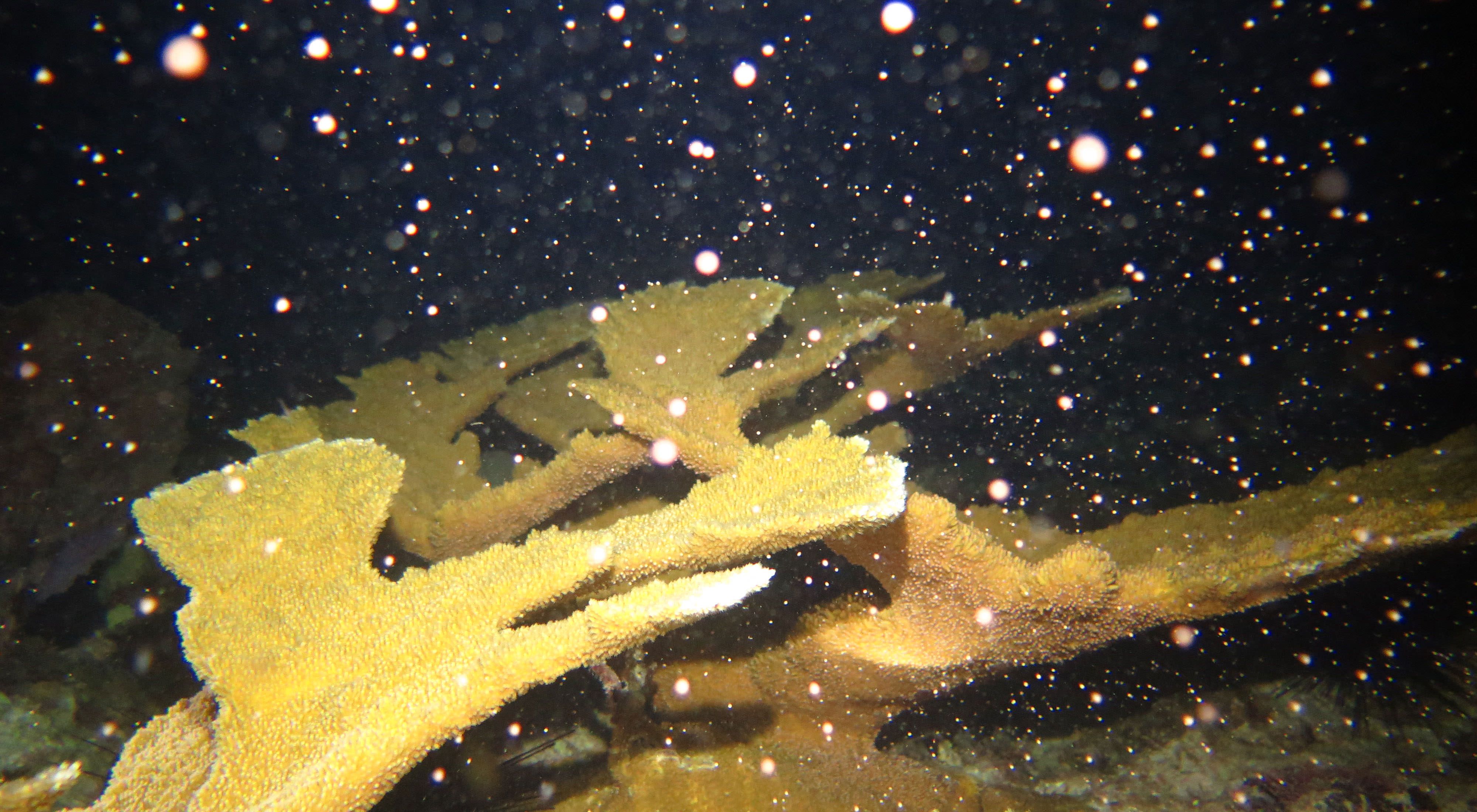 Elkhorn corals spawning in the U.S. Virgin Islands