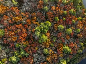 Aerial photo of a forest in fall looking down at the orange and green treetops.