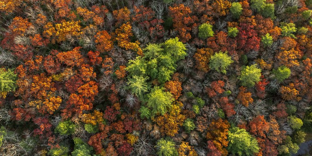 A view of fall treetops.